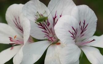 Orchid Wallpaper Desktop
