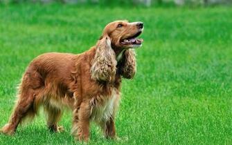 Wallpaper Cocker Spaniel Pictures