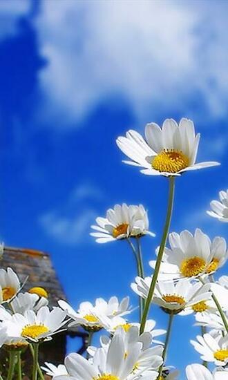 Windows Phone Wallpaper Best