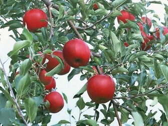 Apples Abundant Harvest Of Fruit On Tree Apple
