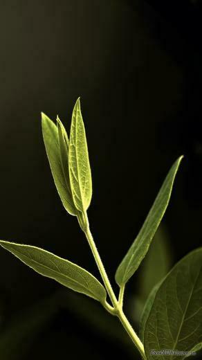 iPhone HD Green Leaf Wallpaper Background Car Pictures