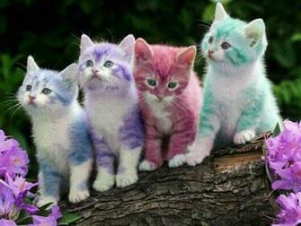 Lovely And Beautiful Cats HD Wallpaper