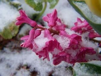 Winter Flowers Wallpaper Crazy Frankenstein