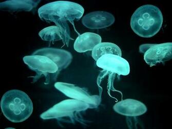 The Bell They Are Called Aurelia Aurita Saucer Jelly And Common