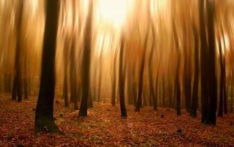 Forest Blurry Wallpaper