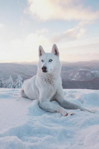 Wolf Dog Pictures Image