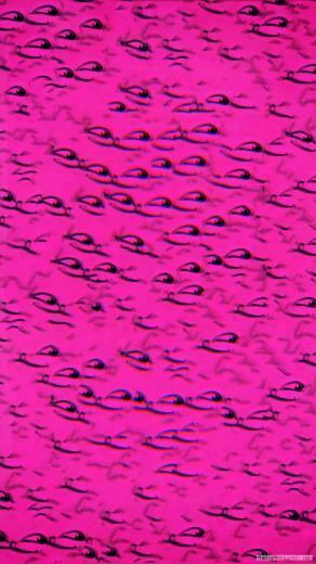 Abstract Lsd Pink Cat Wallpaper HD Desktop And Mobile