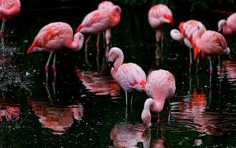 Flamingo Wallpaper HD Net