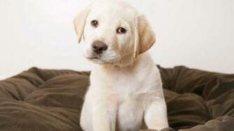 Golden Retriever Puppy Wallpaper