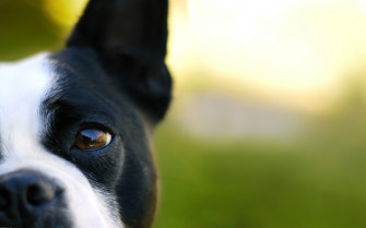 French Bulldog HD Wallpaper