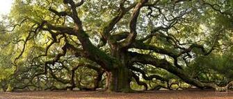 Angel Oak Tree Wallpaper HD