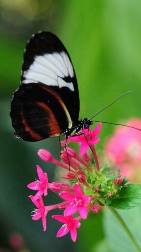 Pretty Butterfly On Pink Flower Wallpaper iPhone Android
