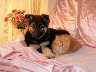 Cats And Dogs Wallpaper Fun Animals Wiki Videos Pictures Stories