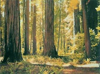 Scenic Wall Mural Redwoods Sunlit Isles Of