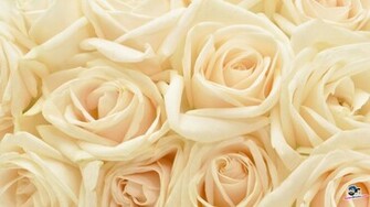 White Roses Photography Background HD Wallpaper
