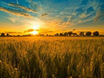 Allegory About The King In Field Narrative Symbolizes