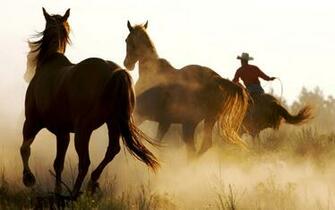Horse Wallpaper Horses Running HD