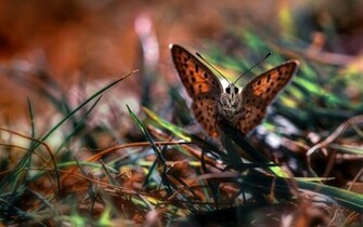 Cute Butterfly On Grass Wallpaper HD