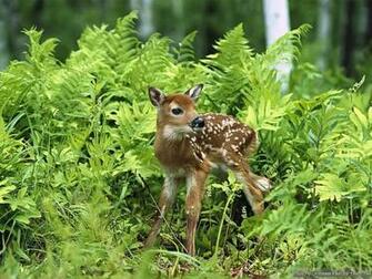 Spring Animal Desktop Background HD Wallpaper Site