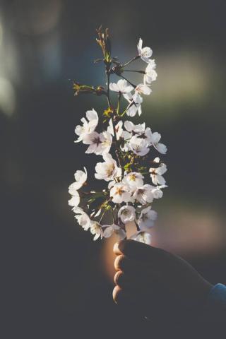 April White Flowers Aesthetic Wallpaper