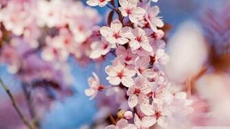 Blooming Pink Cherry Blossom Color Wallpaper