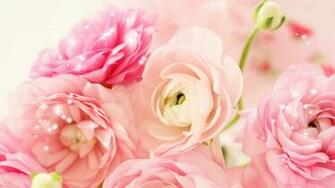 Pics Photos Peony Wallpaper