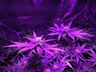 Purple Haze Wallpaper Image In Collection