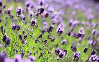 Lavender Jpg