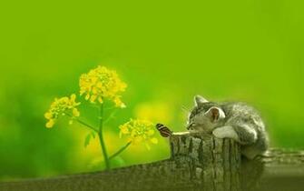 Cat And Butterfly HD Wallpaper
