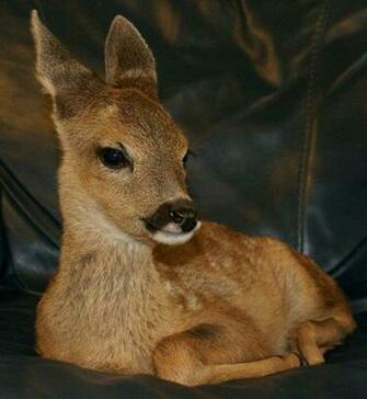 Deer Hunting Cool Graphic Funny Doblelol