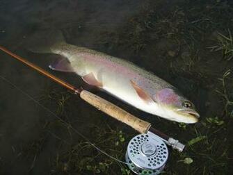 Cutthroat Trout Wallpaper Rainbow