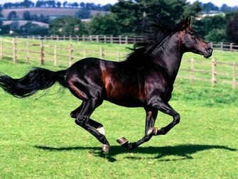 Horses Screensavers Play Wallpaper Hq Background HD