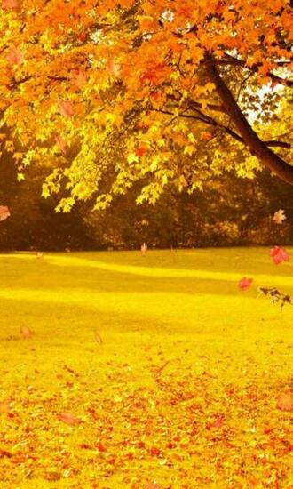Autumn Wallpaper Android Apps On Google Play