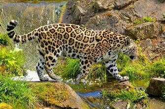 Jaguar Computer Wallpaper Desktop Background Id