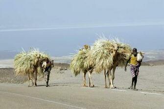 Djibouti Culture History People Britannica
