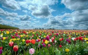 Field Of Tulips Wallpaper HD