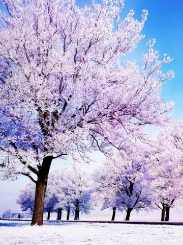 Winter Background Ultra HD Desktop Wallpaper For 4k UHD