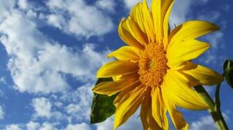 Sunflower Wallpaper Mac Desktop