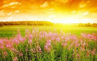 Sunshine Lavender Wallpaper HD
