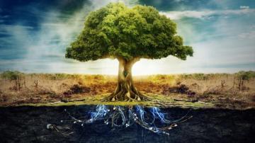 Tree Root Wallpaper X