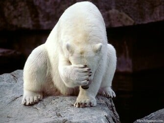 Frustrated Polar Bear Animal Planet Wallpaper