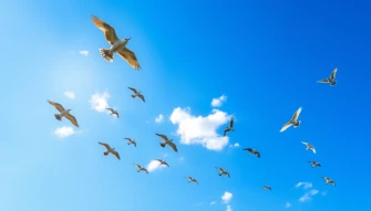 Birds Flying Wallpaper