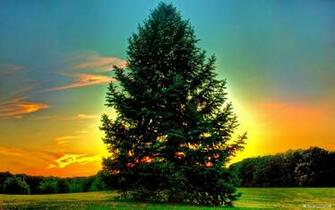 Wallpaper Nature Sunshine And Trees
