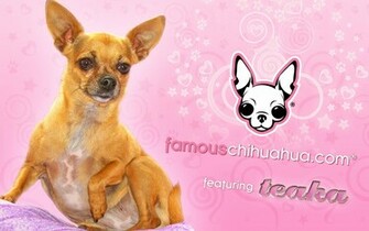 Famous Chihuahua Wallpaper