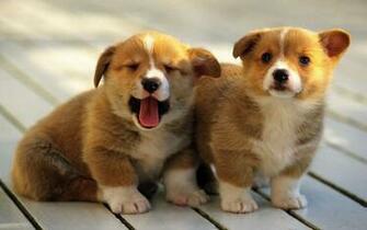 Pembroke Welsh Corgi Puppies Rescue Pictures Information