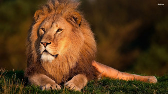 Lion Picture HD Wallpaper