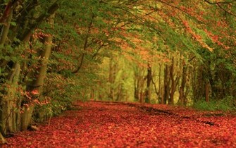 Nature Autumn Foliage Carpet Wallpaper