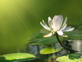 Flowers Desktop Wallpaper Beautiful