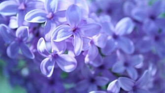 Purple Flowers Wallpaper