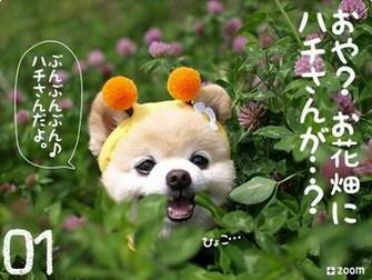Lovely Wallpaper Pomeranian Pictures
